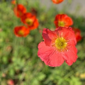 Meet your Posher, Arielle